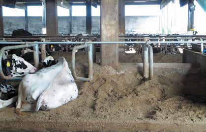 Green Bedding Systems - Animal Bedding